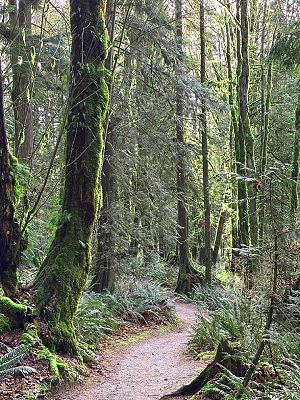Pathway through lush green forest with tall trees and moss, creating a serene and tranquil nature scene.